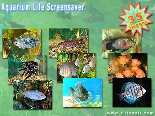 fish tank wallpaper. Aquarium Life Screensaver