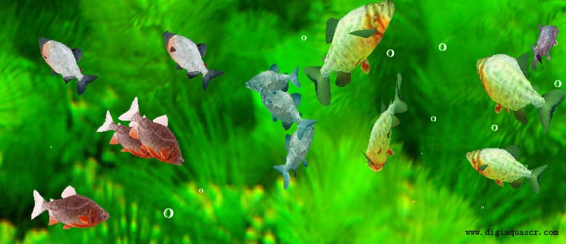 3D Pacu Fish Free Screensaver
