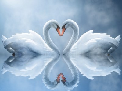 Swan Love Screensaver