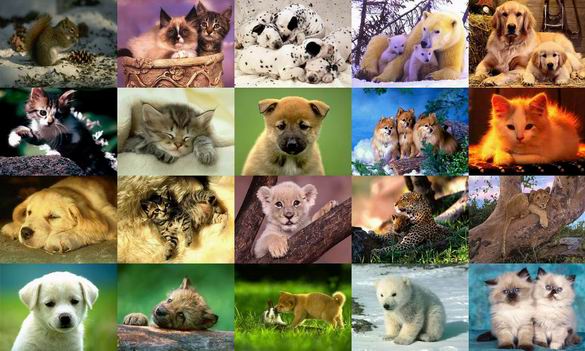 Animals Photo Screensaver Volume 3