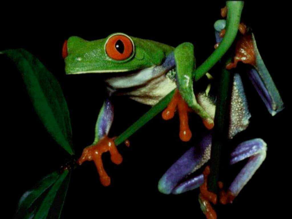 Frog screensaver free