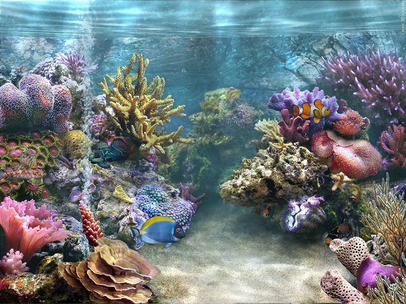 animated aquarium wallpaper. animated aquarium wallpaper.