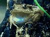 Croaking Frogs ScreenSaver