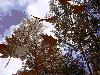 Autumnleaves3D Screensaver