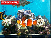 Aquarium Screensaver by Server Connectix