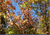 CC Fall Colors Puzzle
