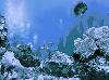 FP :: Amazing 3D Aquarium ADD-on :: Chrysiptera -