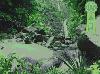 Jungle Waterfall - Animated Wallpaper