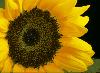 Sunflower Screensaver