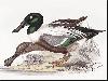 John Gould Ducks and Waterfowl Screensaver