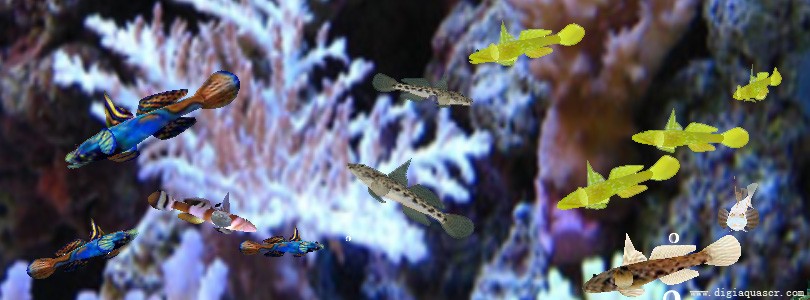 Goby Fish Aquarium Screensaver