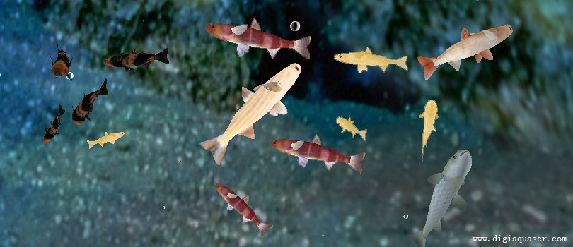 3D Mullet Fish Free Screensaver