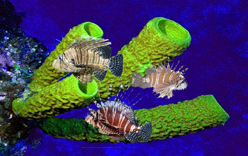 Dwarf Lionfish Wallpaper