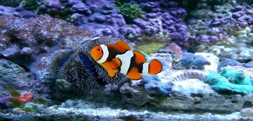TruePercula Clownfish Wallpaper