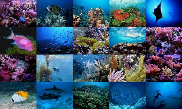 Ocean Life Photo Screensaver
