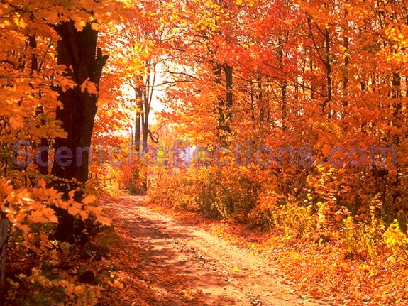 Colors of Autumn Screensaver