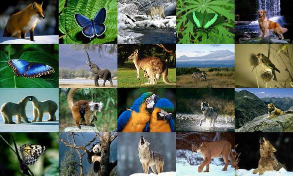 Animals Photo Screensaver Volume 2