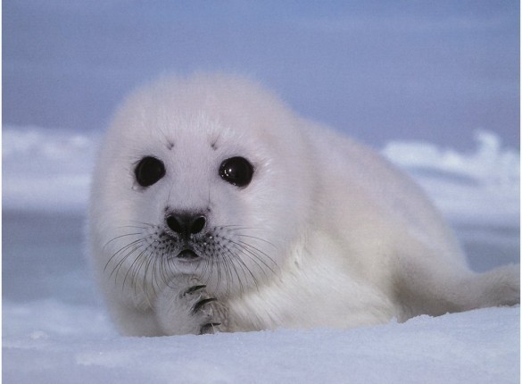 Baby Seal Screensaver