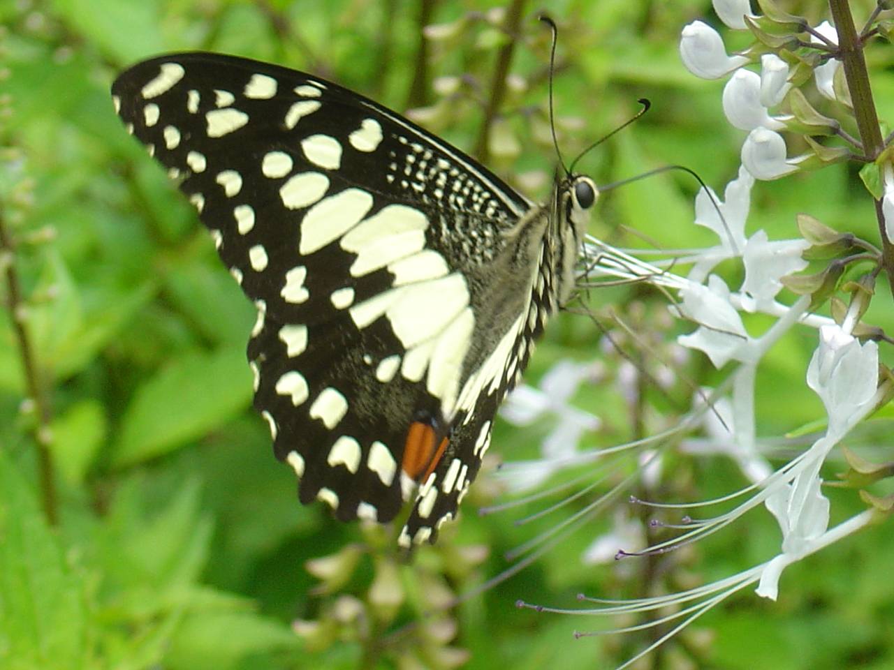 Butterflies Screensaver 2007
