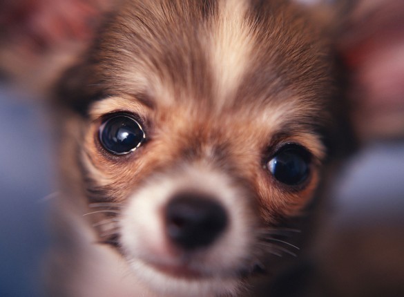 Chihuahua Puppy Screensaver