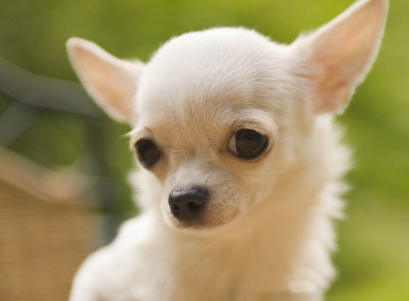 Chihuahua Screensaver