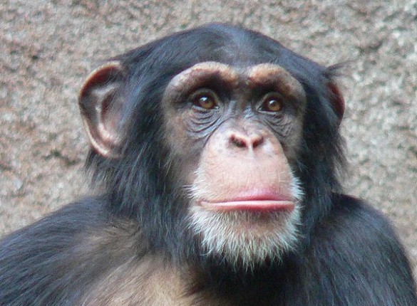 Chimpanzee Screensaver