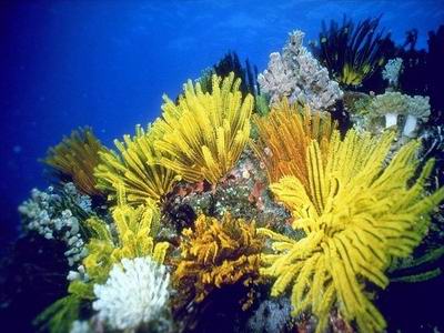 DPSM - Underwater Ocean ScreenSaver