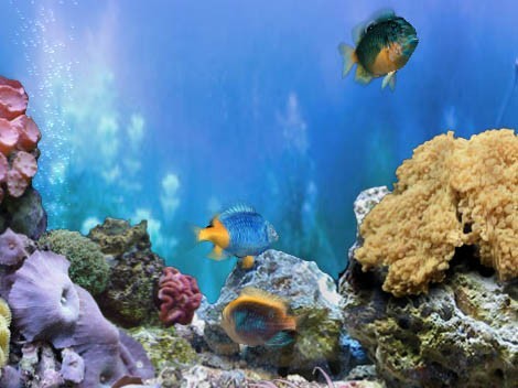 FP :: Amazing 3D Aquarium ADD-on :: Chrysiptera -