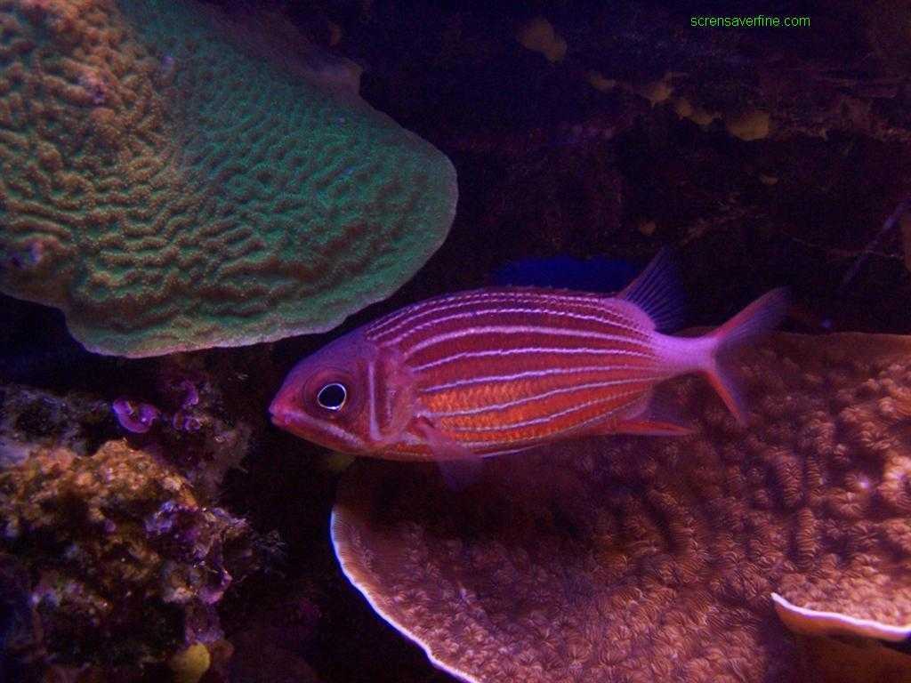 Free Colorful Fish Screensaver
