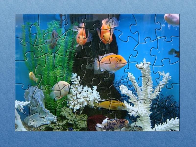 HTBMF Aquarium Puzzle