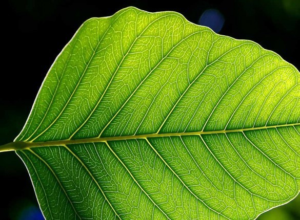 Leaf Screensaver