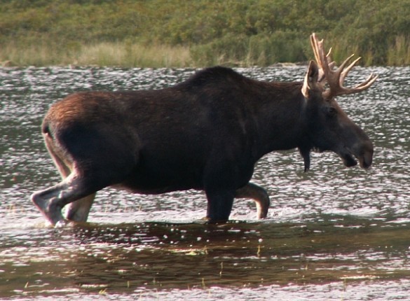 Moose Screensaver