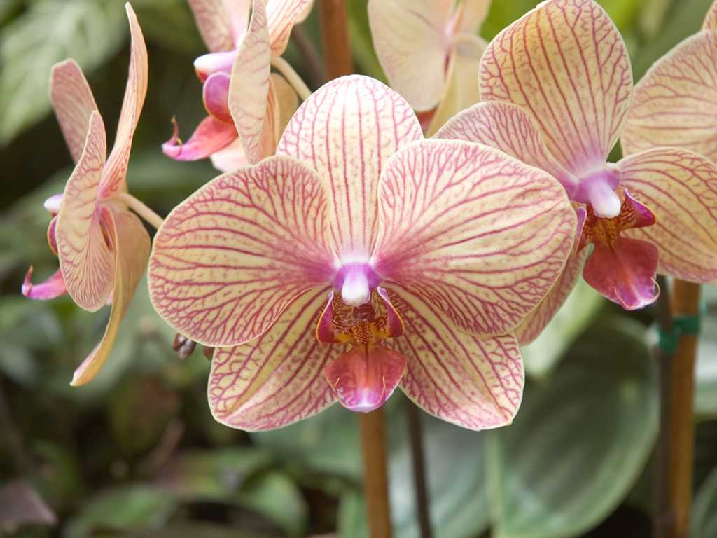 Orchid Screensaver