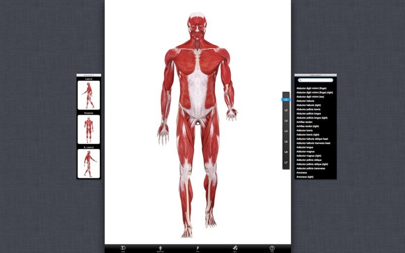 Student Muscle System