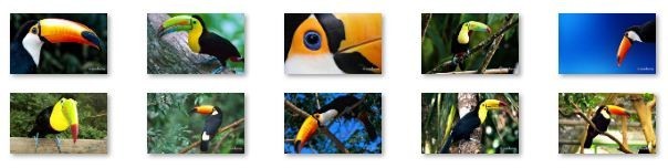 Toucan Bird Windows 7 Theme