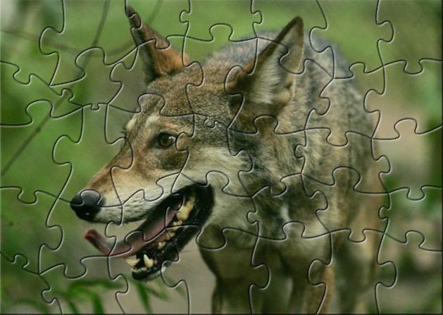 YBN Red Wolf Puzzle