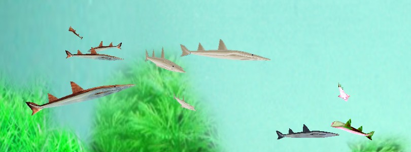Free Shovelnose Aquarium Screensaver