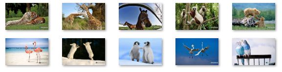 Animal Pals Windows 7 Theme