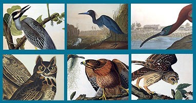 Audubon Close Up - Big Birds 2