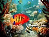 Tropical Fish 3D Photo Screensaver