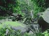 SS Jungle Waterfall -Animated Screensaver