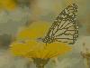 Butterflies: Living Color Screensaver