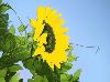 Beautiful Sunflowers Screensaver
