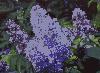 Lilacs Screensaver