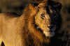 Tanzania Safari Lions Screensaver